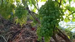 виноград с помидором дружит