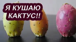 How to eat a cactus? Prickly pear cactus fruit.
