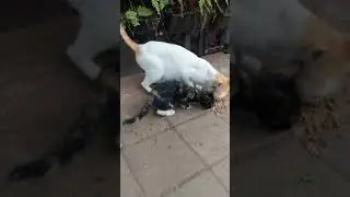 new born beautiful Kitten With Golden Black furrs
