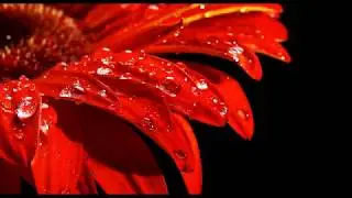Windchimes on a windy wet day, rain sounds