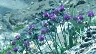 THE NATURE OF TAJIKISTAN-ТАБИАТИ ТОҶИКИСТОН