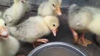 Птичий двор🐓🦆🐥🦃🪿 #куры #гуси #индюки #цыплята #утки