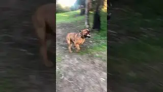 Boerboel Zoomie