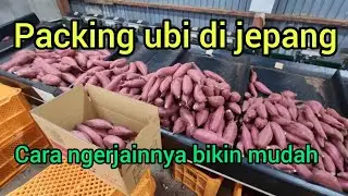 Semudah ini nimbang hingga packing ubi pake mesin timbang di jepang, pengepakan ubi sebelum di olah
