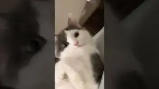 🐈🧑‍🍳 #catsoftiktok #catlover #cattok#cats #kitty #meow #cute #cutecat #funny #lol #debate