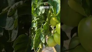 Скручується листя у томатів?! Все виправляється у мить #томати #помідори #скручуються #скручується