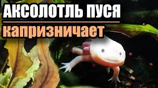 Аксолотль Пуся капризничает