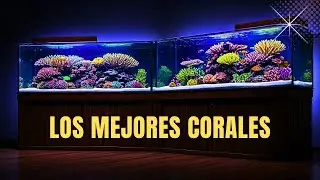 ESTA TIENDA ES UNA LOCURA Y TIENE PURAS JOYAS