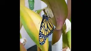 monarch butterflies