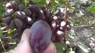 Сорт винограда 