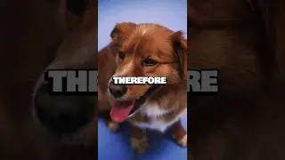 Can DOGS See COLORS? 🐕👀 | Animal Facts