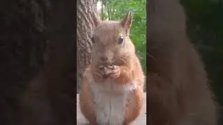 Белочка кушает