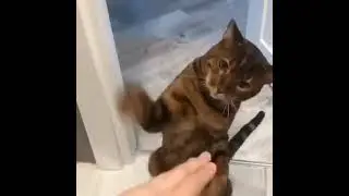 кот боксер