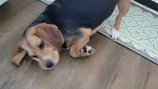 Beagle VS Olive