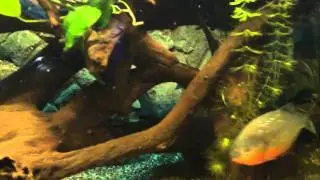 aquarium amazonien 450l