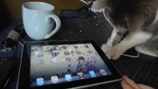 iggy investigates an ipad