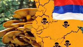 Топ 10 самых ядовитых грибов в России