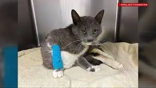 Cat recovering after found, believed to have been tortured in north Fresno, CA