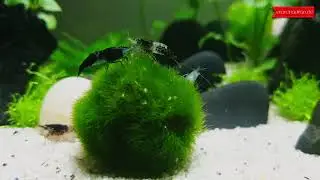 Garnelen ASMR / Garnelen Neocaridina und Military Helmet Rennschnecke (Stahlhelmschnecke)