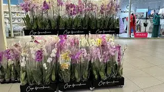 Открытие островка с Фаленопсисами САДЫ ВДОХНОВЕНИЯ