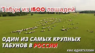 Один из крупных табунов Башкирской породы лошадей/ КФХ Идиятуллин