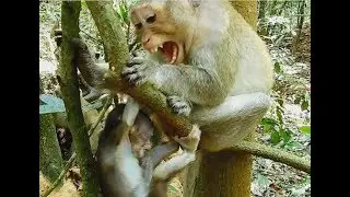 Nasty monkey Very Hate baby Bite and Screaming Chase baby Out don't Milk, Baby very Scare.