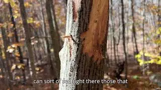 Field Notes Friday: Striped Maple and Moose