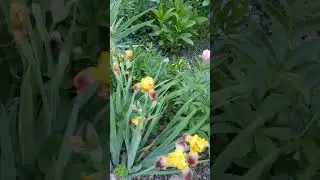 spring time blooms around the farm!