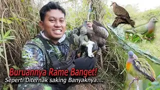 Buruan di sini Seperti diternak saking banyaknya‼️