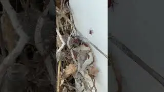 Boxelder Infestation of Bugs