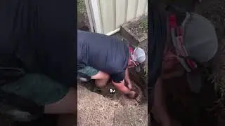 This is what crawled out from under the ground! 😱 