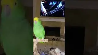 Amazing Parrot Singing A Song