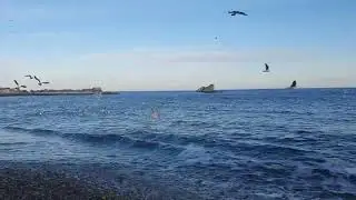 Seagull was flying low    #new #news #motivation