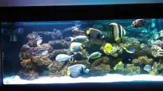 My aquarium December 2012