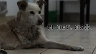 19 ЛЕТ. ПИФ. - Приют для бездомных животных.