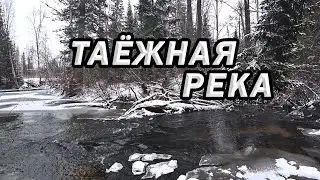 Прогулка по таёжной реке с собакой (ПО ПЕРВОМУ СНЕГУ)