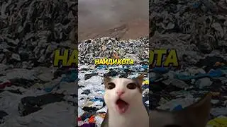 Найди Кота! Сложный Уровень 18😼