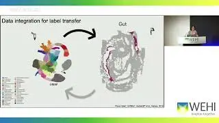 Ghazanfar S: Data integration for molecule-resolved spatial gene expression of mouse organogenisis