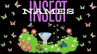 Insect Names | Insects | Names of insects #insects
