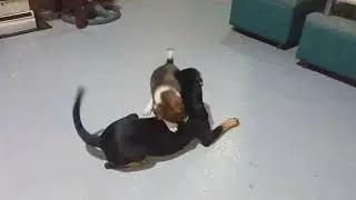 zeus and skii wrestling games..