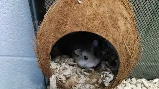 School and Hamsters: Teen Vlog