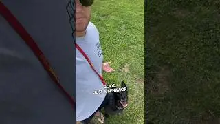 Change your dogs life with this! 