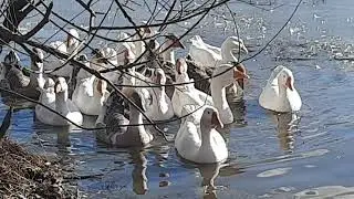 Гусям и лед нипочем