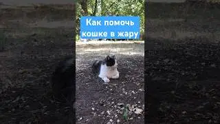 Как помочь кошке в жару? #кошки  #ветеринар
