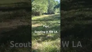 Ran into pigs while scouting a wma in NW La #traditionalarchery #louisiana #wma