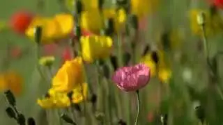 beautiful flowers 2014