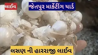 લસણ ની હારરાજી લાઈવ જેતપુર માર્કેટીંગ યાર્ડ તા 04.05.2023 Live Lasan in harraji Jetpur marketing