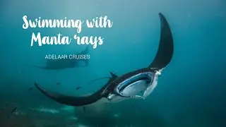 Swimming with MANTA RAYS and DOLPHINS - PELAGIC encounter aboard Adelaar