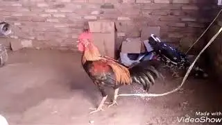 Ayam jantan Vs belerek / separuhku ( ciptaan ayam jantan)