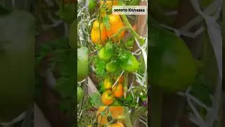 Урожайный сорт ТОМАТА: Золото колчака!
